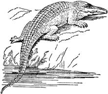 crocodile