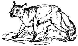 fox