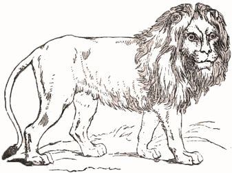 lion
