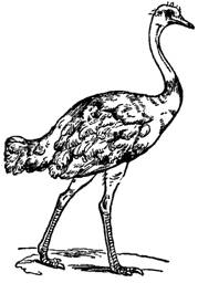 ostrich
